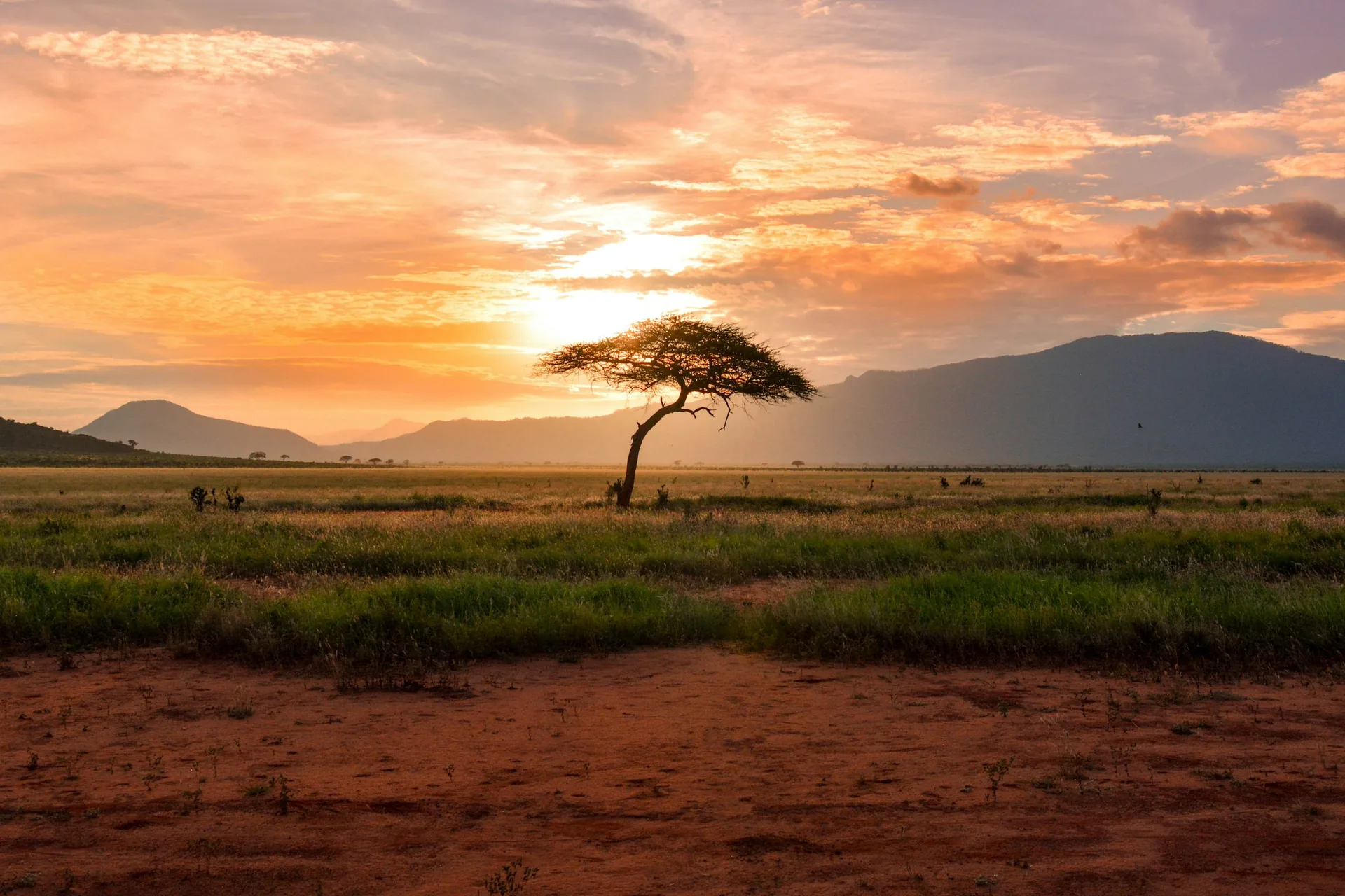 Topo Safari Academy — O safári se aprende.
